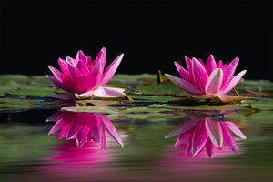 3-piece-aluminium-print-water-lilies-duo-in-pink
