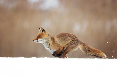 poster-print-red-fox-xmv