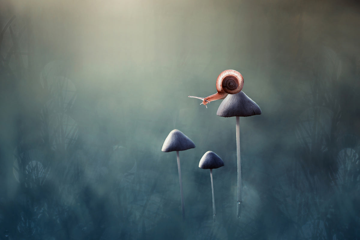 poster-print-lonely