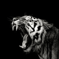 acrylic-print-primal-yawn-4-x