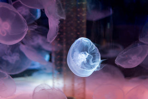 modern-3-piece-canvas-print-the-beauty-of-jellyfish