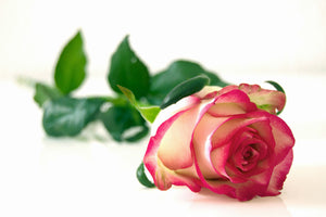 3-piece-aluminium-print-the-proud-rose