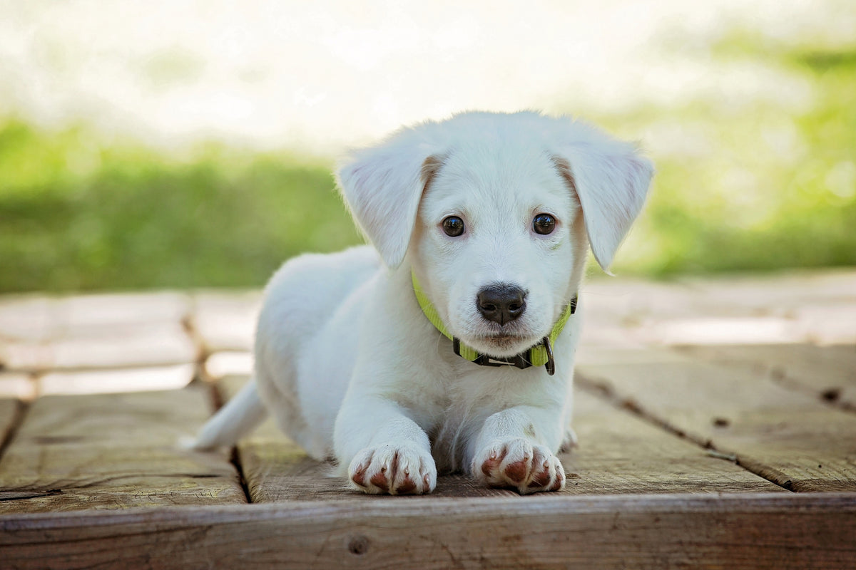 3-piece-aluminium-print-cute-dog-baby