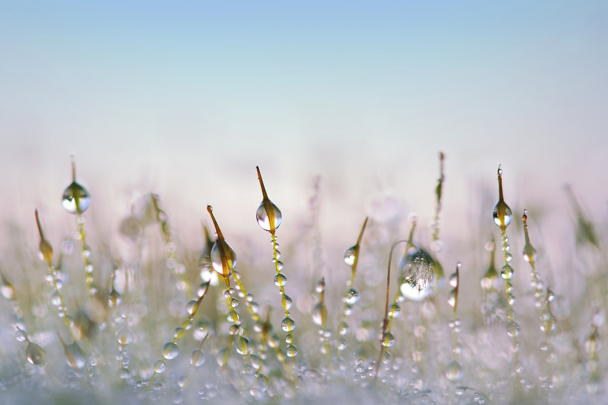 3-piece-acrylic-print-the-dew-drops
