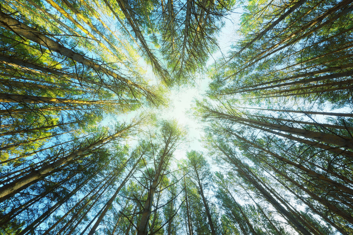 modern-3-piece-canvas-print-pine-forest