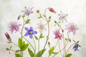 framedcanvas-print-columbine