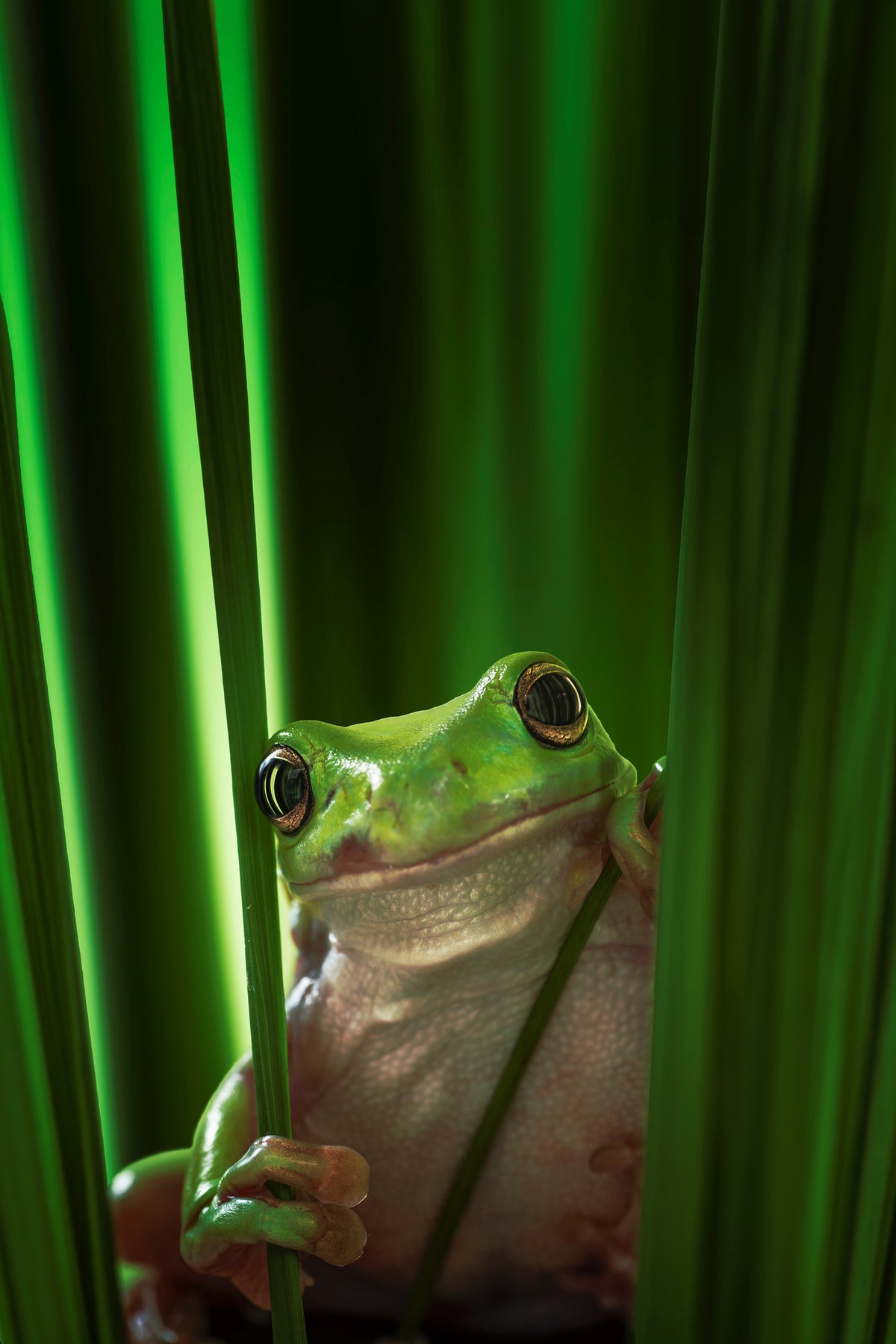 framedposter-print-green-frog