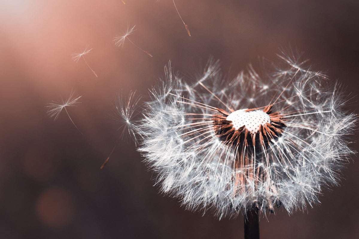 framedposter-print-dandelion-in-the-evening-light
