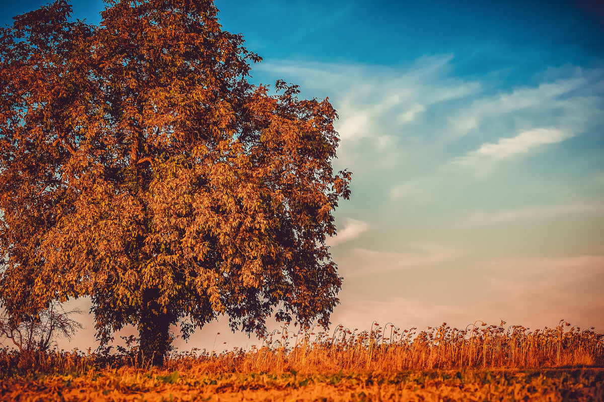 poster-print-the-nut-tree