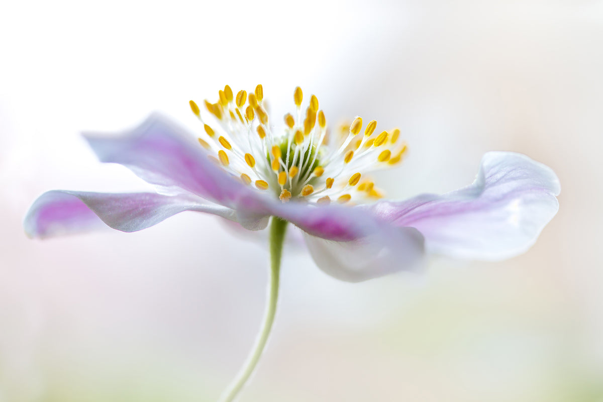 3-piece-acrylic-print-wood-anemone