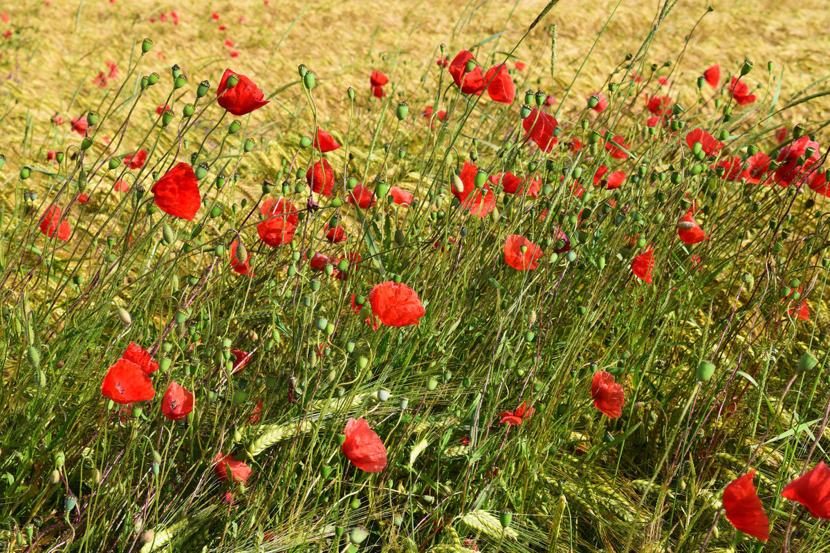 poster-print-the-poppy-in-the-wind