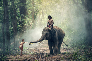 aluminium-print-the-elephant-at-work