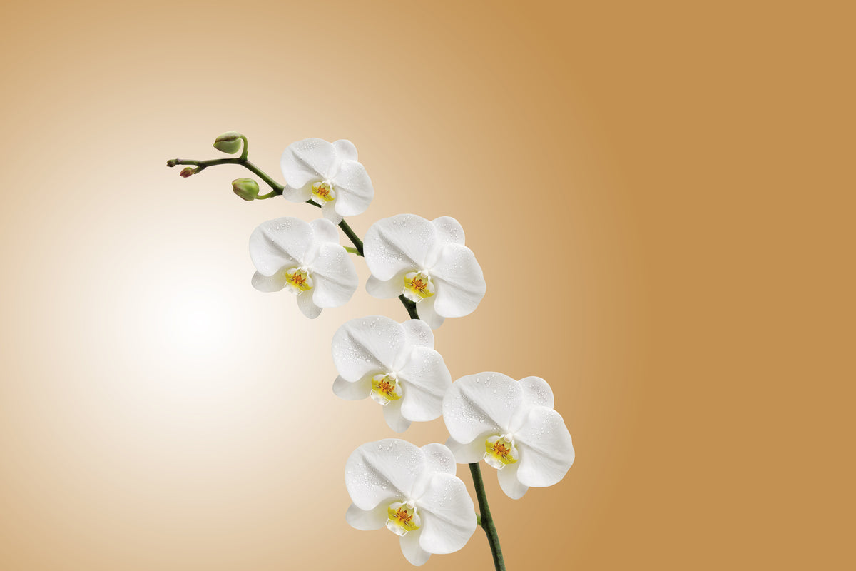 modern-3-piece-canvas-print-white-orchids-xl