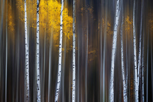 modern-3-piece-canvas-print-curtain-of-fall