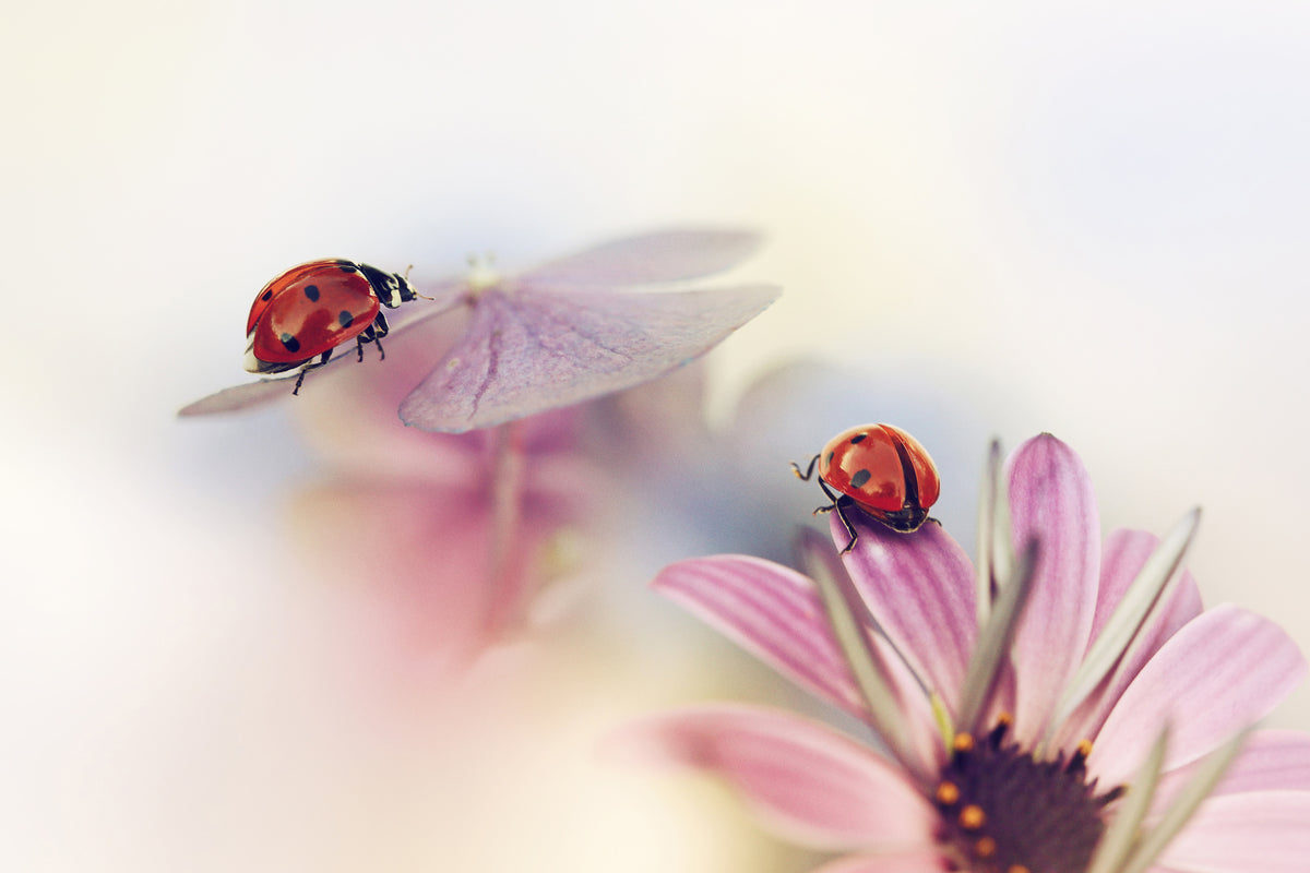 acrylic-print-last-days-of-summer-x
