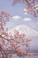 framedcanvas-print-mtfuji-in-the-cherry-blossoms-x
