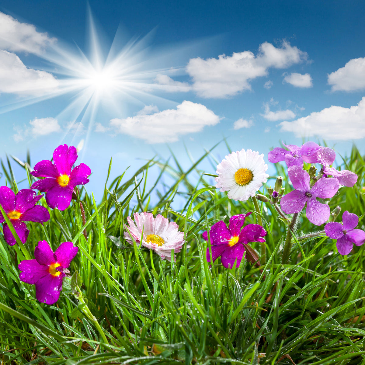 canvas-print-flowering-meadow
