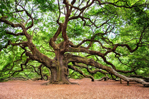 3-piece-acrylic-print-the-oak