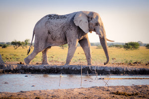 3-piece-canvas-print-elephant-in-the-nature