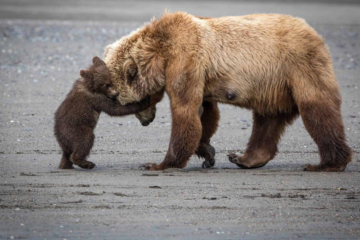 framedposter-print-a-little-bear-hug