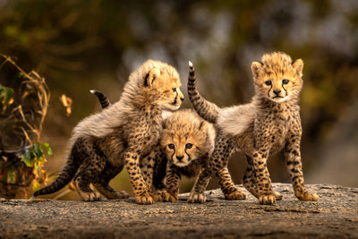 poster-print-three-little-cheetahs-x