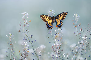 modern-3-piece-aluminium-print-swallowtail-beauty