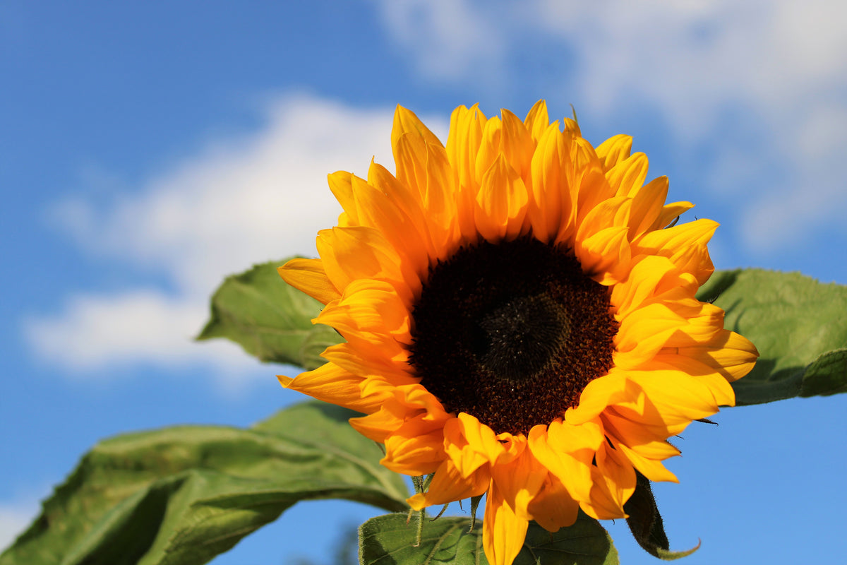 canvas-print-sunflower-in-bloom
