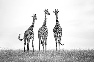 acrylic-print-giraffes-in-the-mara-plains-x