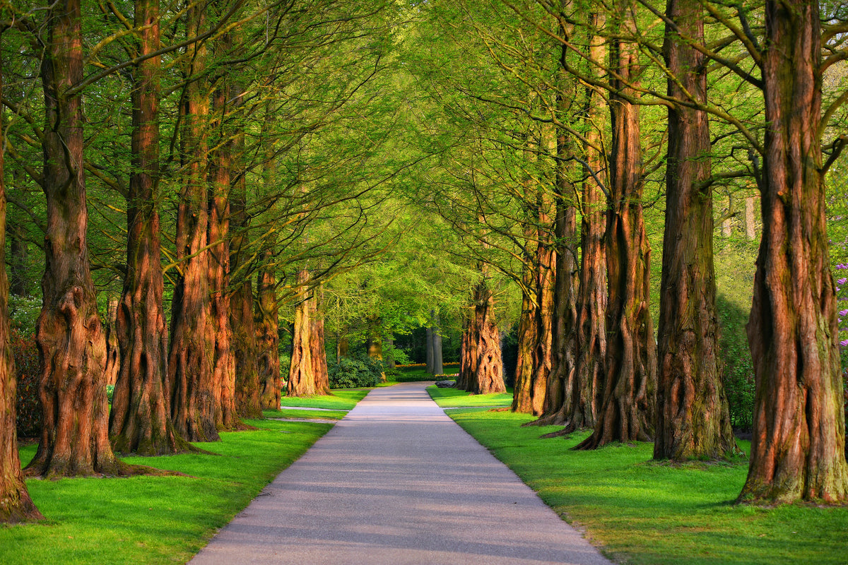 modern-3-piece-acrylic-print-beautiful-avenue-in-nature