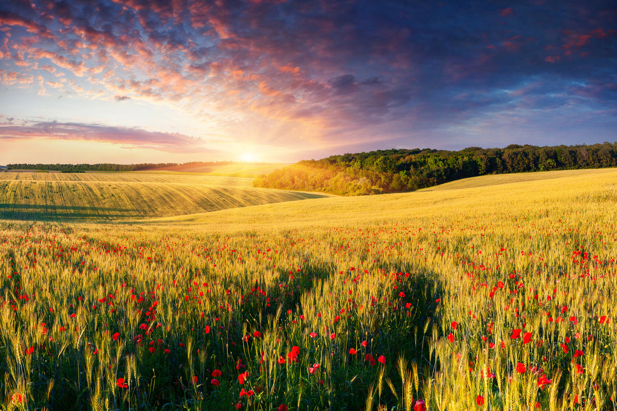 modern-3-piece-aluminium-print-a-flower-field-at-sunrise