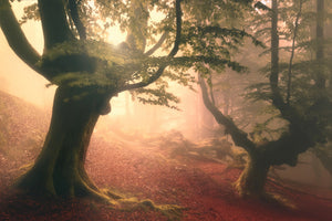 poster-print-fangorn-forest-x