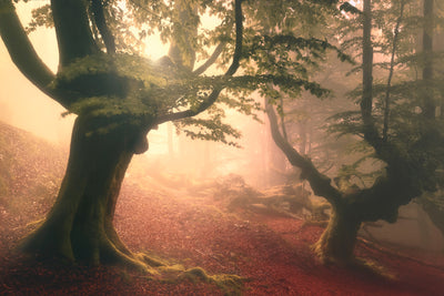 poster-print-fangorn-forest-x