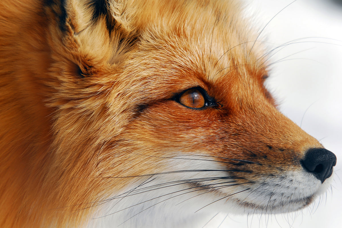 acrylic-print-red-fox-x