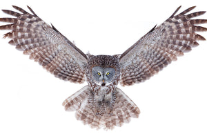 framedposter-print-power-great-grey-owl