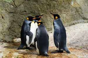 3-piece-acrylic-print-king-penguins