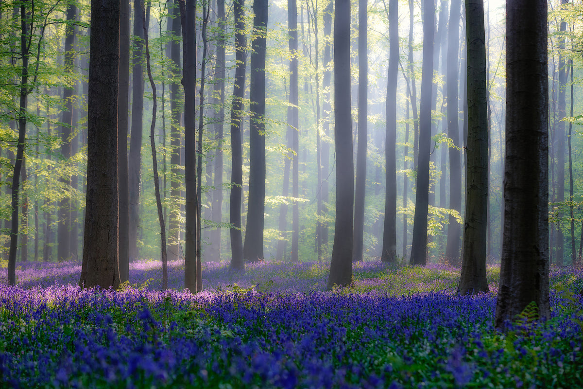 framedposter-print-bluebells
