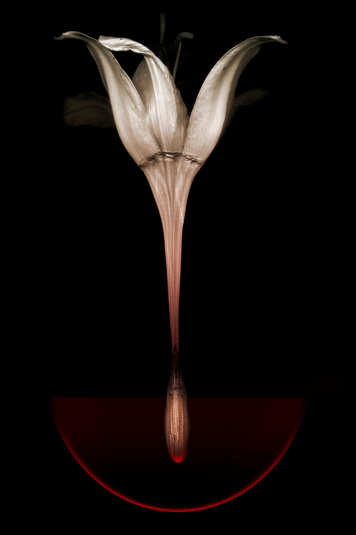 framedposter-print-floating-lily
