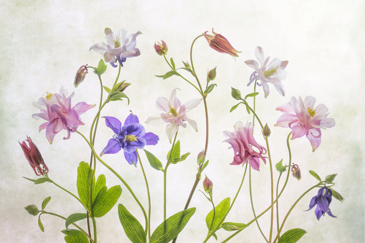 canvas-print-columbine