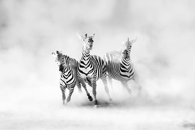 poster-print-zebras