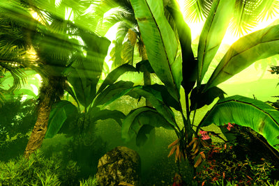 poster-print-sunrise-in-the-rainforest