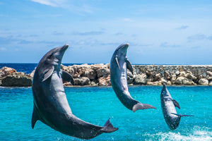 canvas-print-3-dolphins