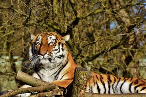 3-piece-acrylic-print-proud-tiger