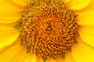 3-piece-canvas-print-beautiful-buds-of-the-sunflower