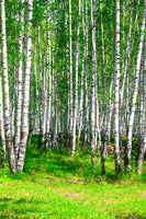 aluminium-print-the-birch-forest-in-summer