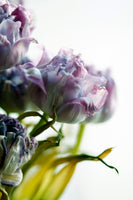 framedposter-print-tulip-bouquet