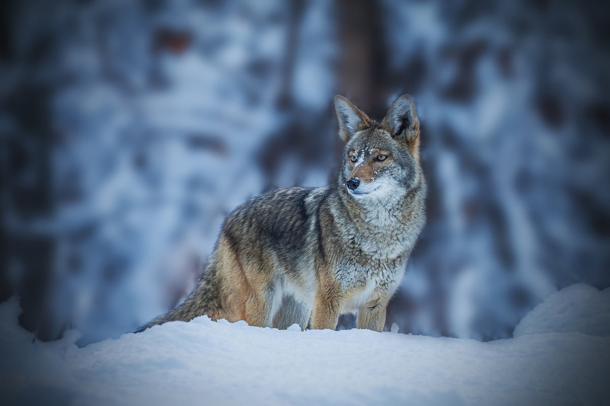 canvas-print-coyote-in-winter-x