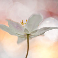 canvas-print-a-sip-of-art-x