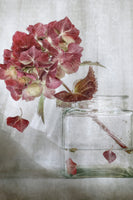 canvas-print-hydrangea-xaa