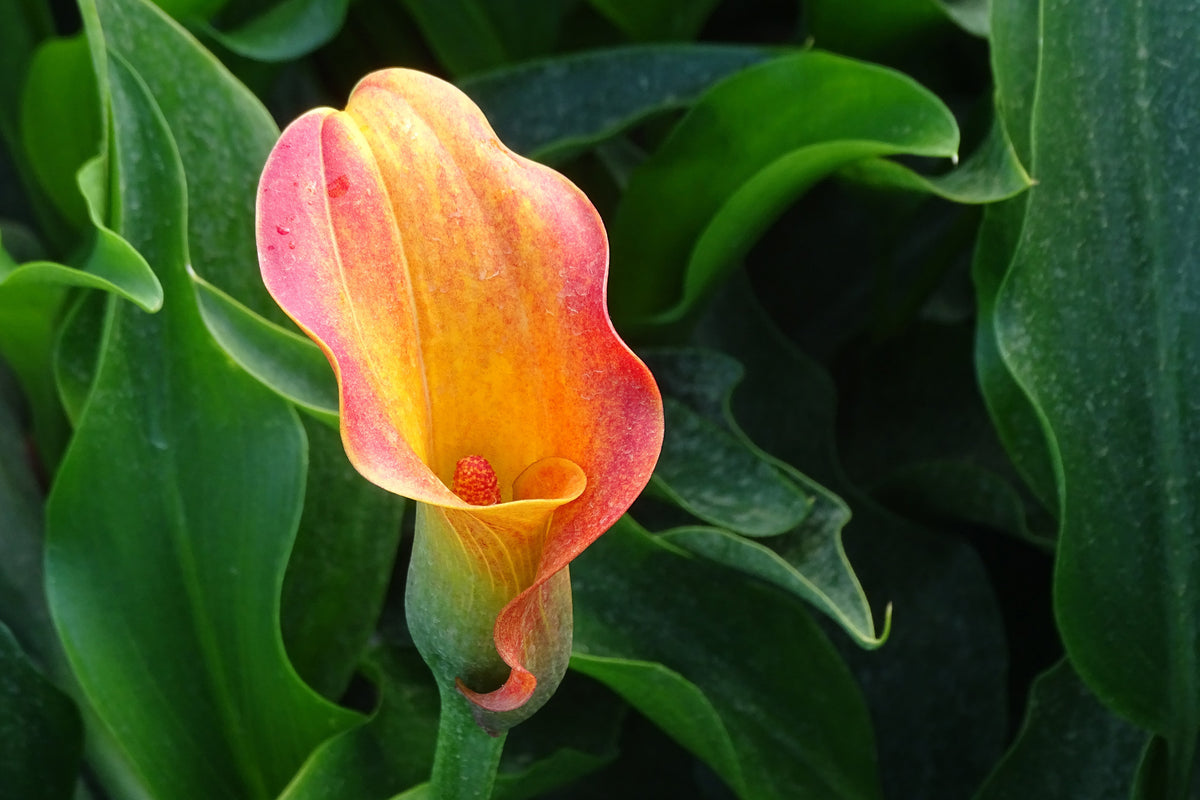 framedposter-print-wild-calla
