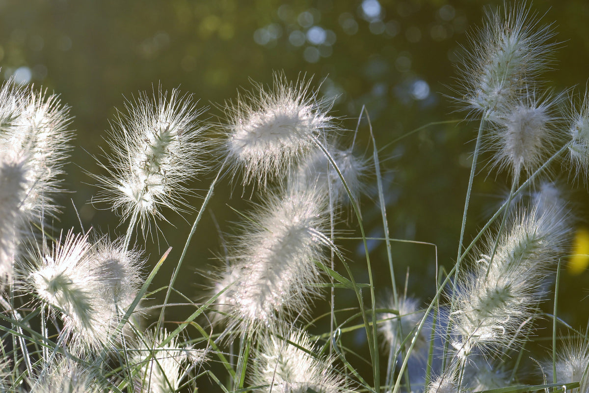 3-piece-acrylic-print-ornamental-grasses-in-xl